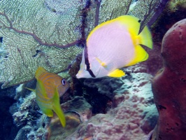 Spotfin Butterflyfish makes his move on a French Grunt IMG 3141